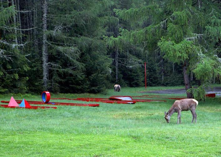 Bungalovy Pri Hoteli Spojar Žiar Buitenkant foto